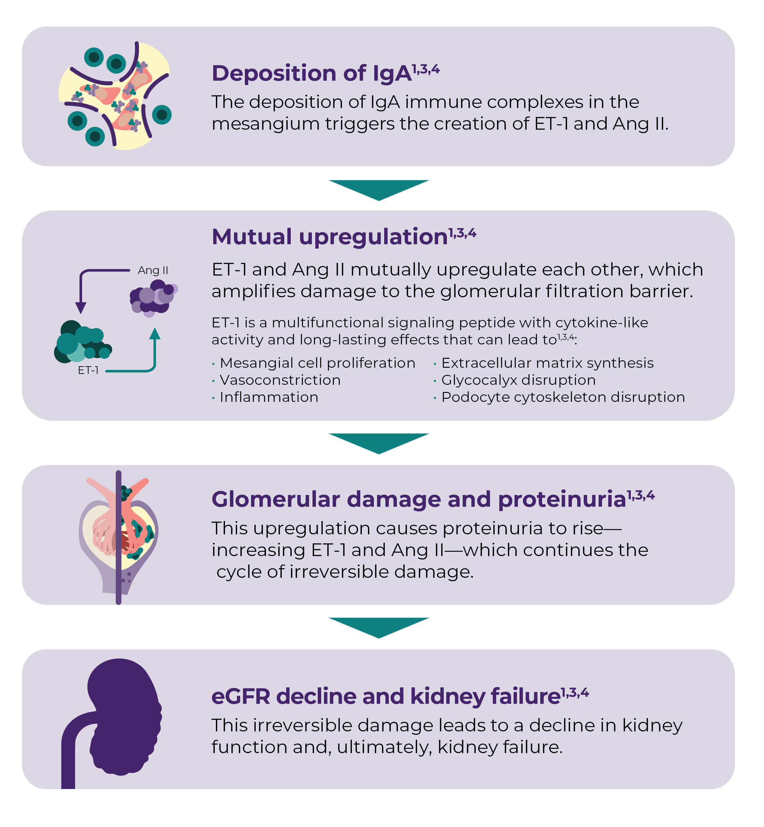 Flowchart showing increases in ET-1 and Ang-II work in tandem to amplify damage to the glomerular filtration barrier leading to glomerulosclerosis and proteinuria that drive kidney failure progression.